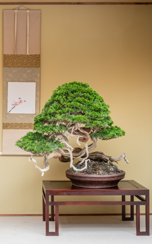 BONSAI